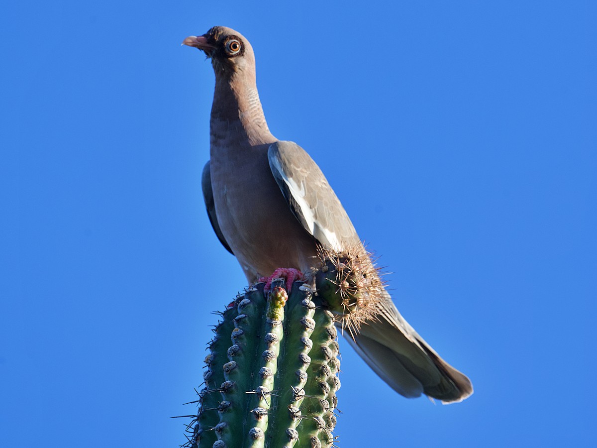 Pigeon jounud - ML642632455