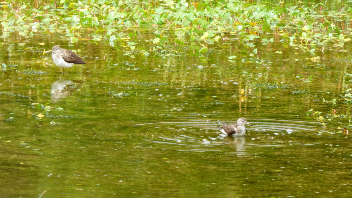 Solitary Sandpiper - ML642632466