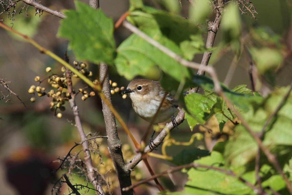 キヅタアメリカムシクイ - ML642632471