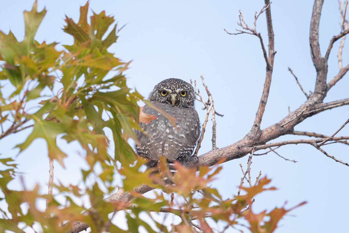 Northern Pygmy-Owl - ML642632477