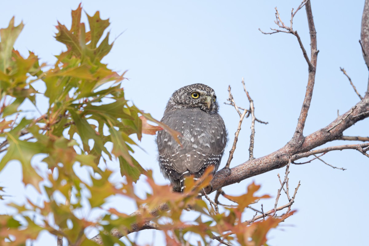 Northern Pygmy-Owl - ML642632481