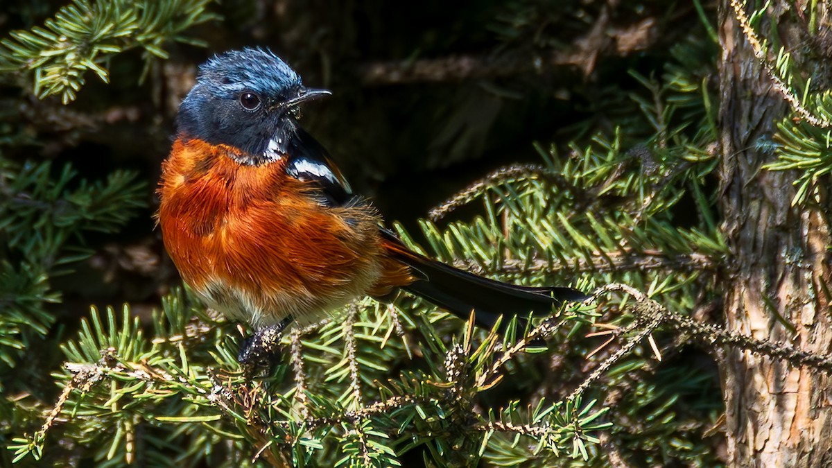 White-throated Redstart - ML642632492