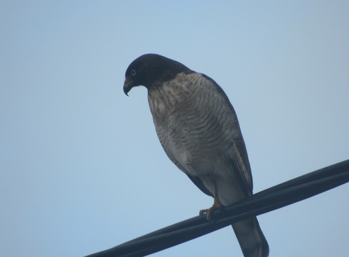 Roadside Hawk (Southern) - ML642632514