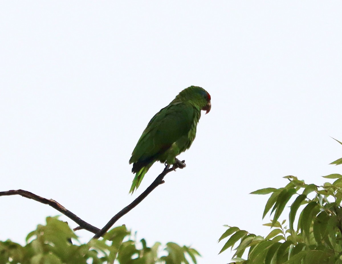 Red-crowned Amazon - ML642632538