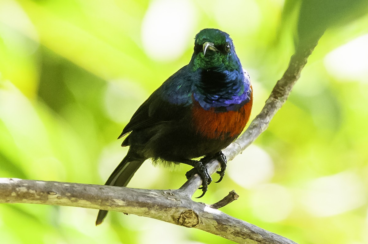 Red-chested Sunbird - ML642632541