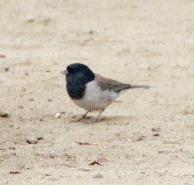Dark-eyed Junco - ML642632543