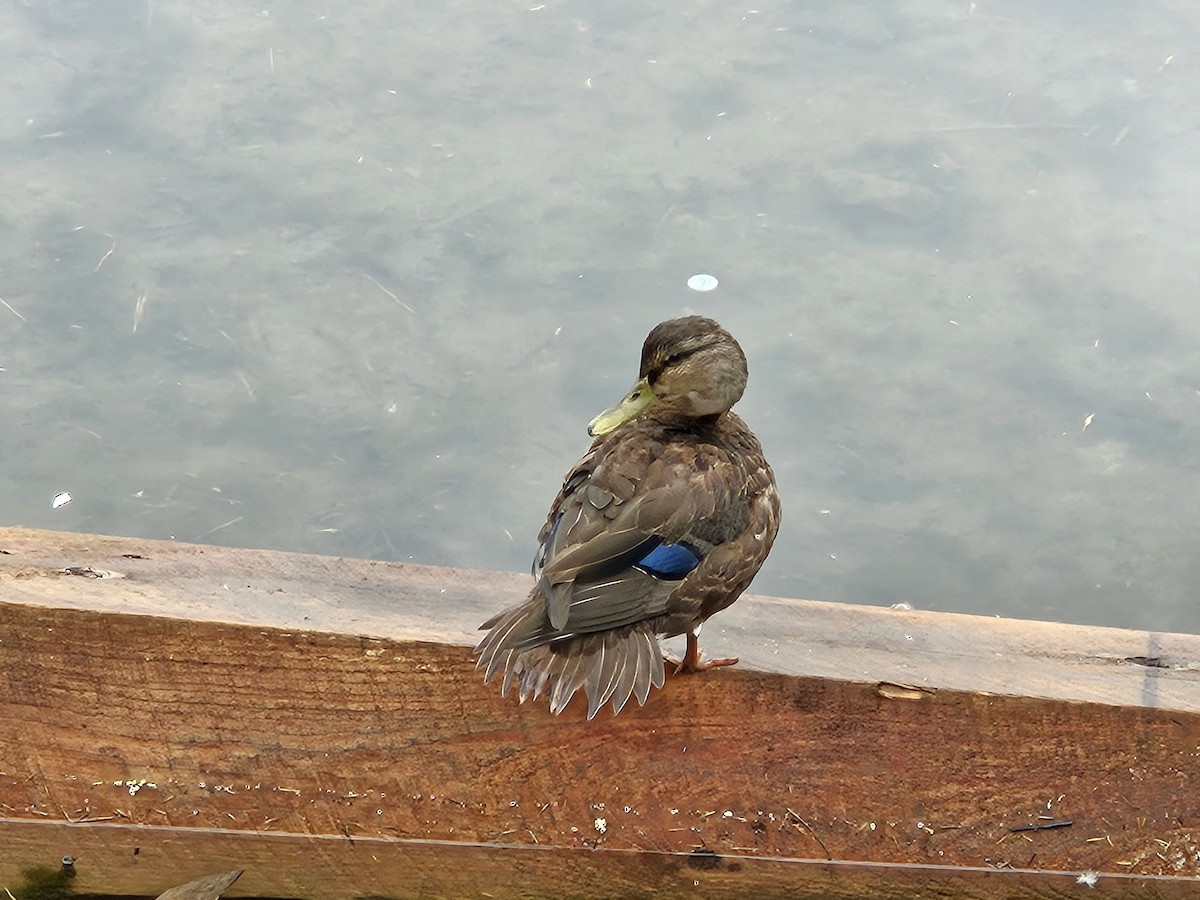 American Black Duck - ML642632545