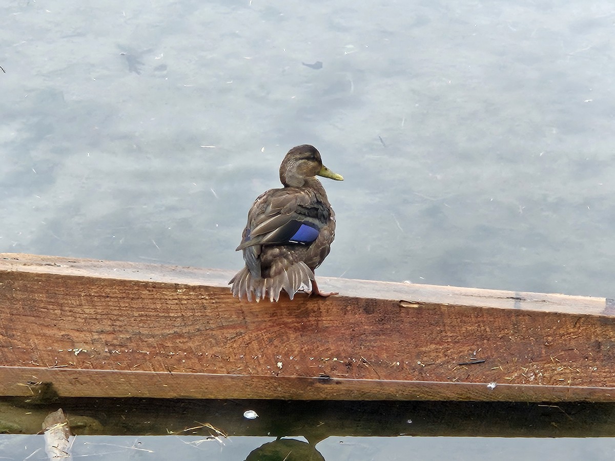 American Black Duck - ML642632546