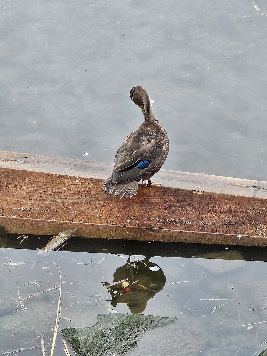 American Black Duck - ML642632547