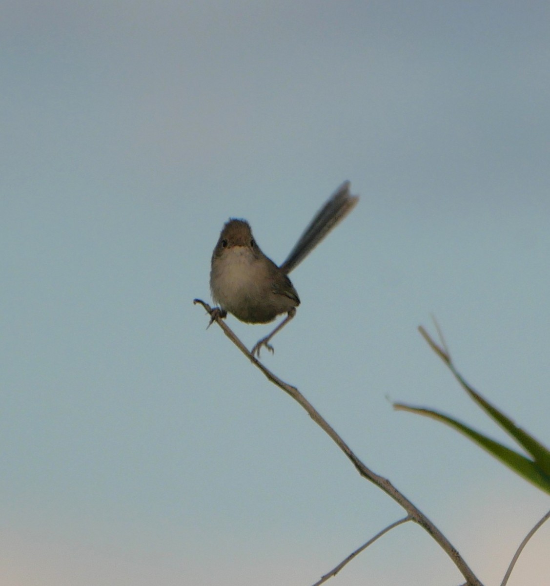 White-winged Fairywren - ML642632549