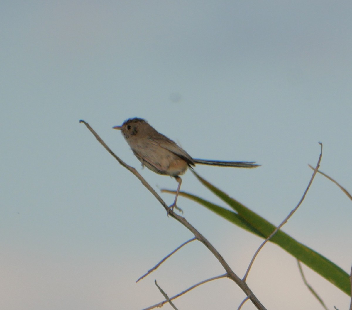 White-winged Fairywren - ML642632555