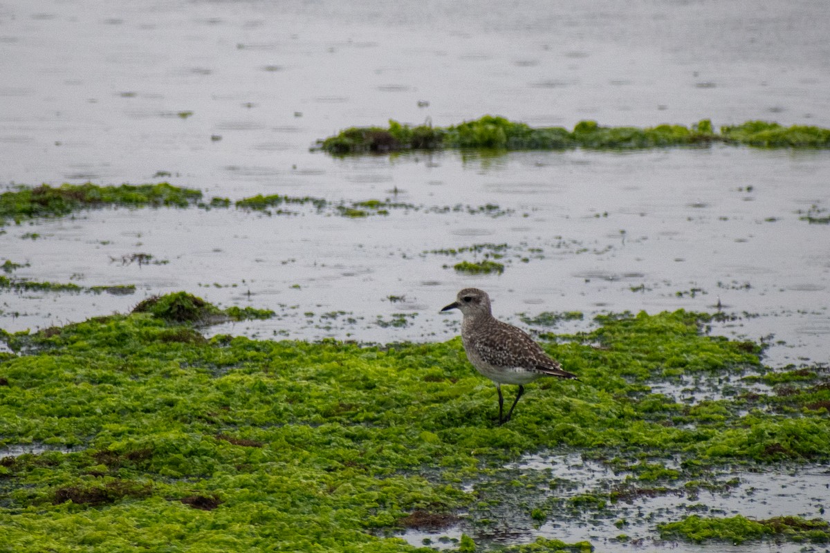 Black-bellied Plover - ML642632556