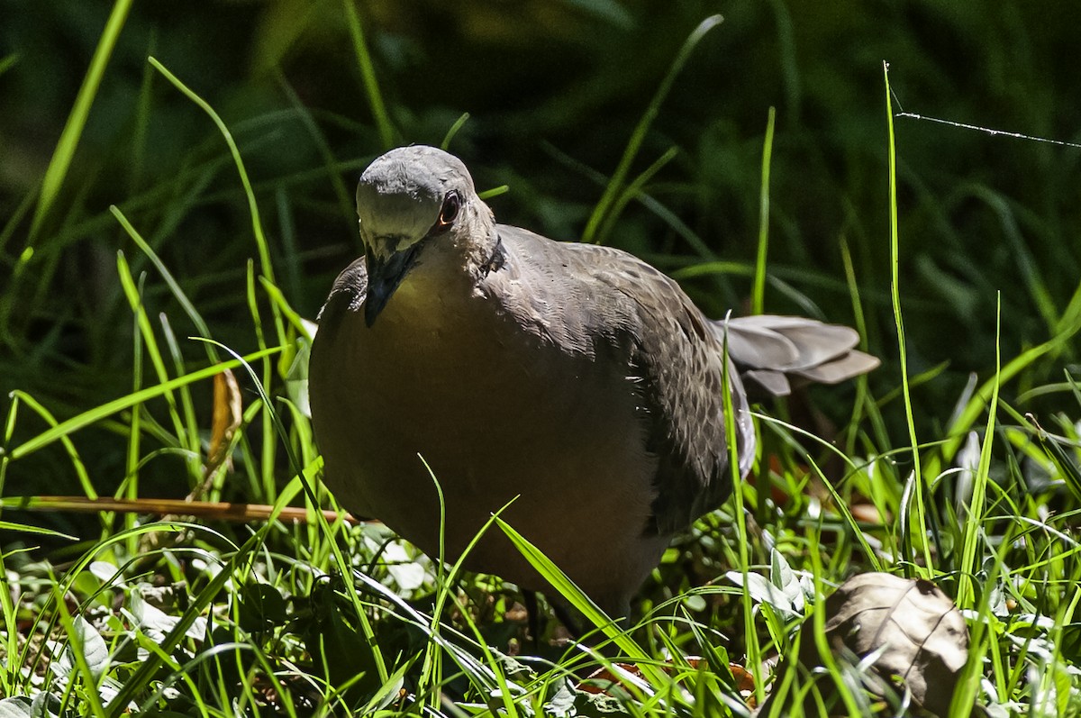 Red-eyed Dove - ML642632558