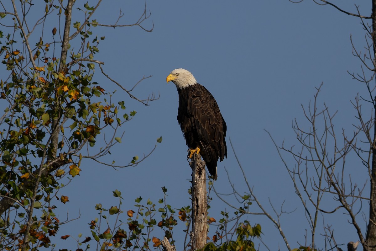 Bald Eagle - ML642632566