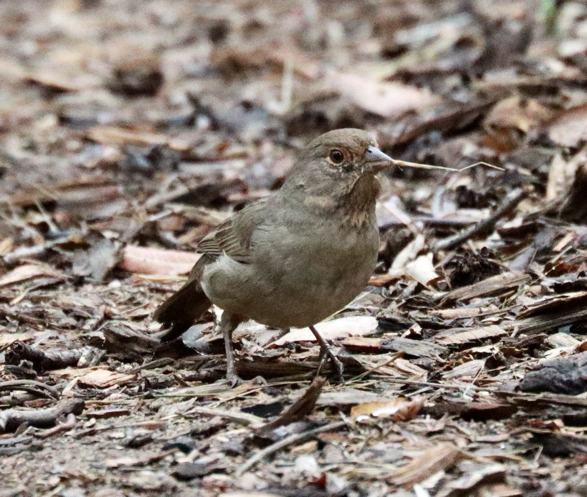 California Towhee - ML642632569