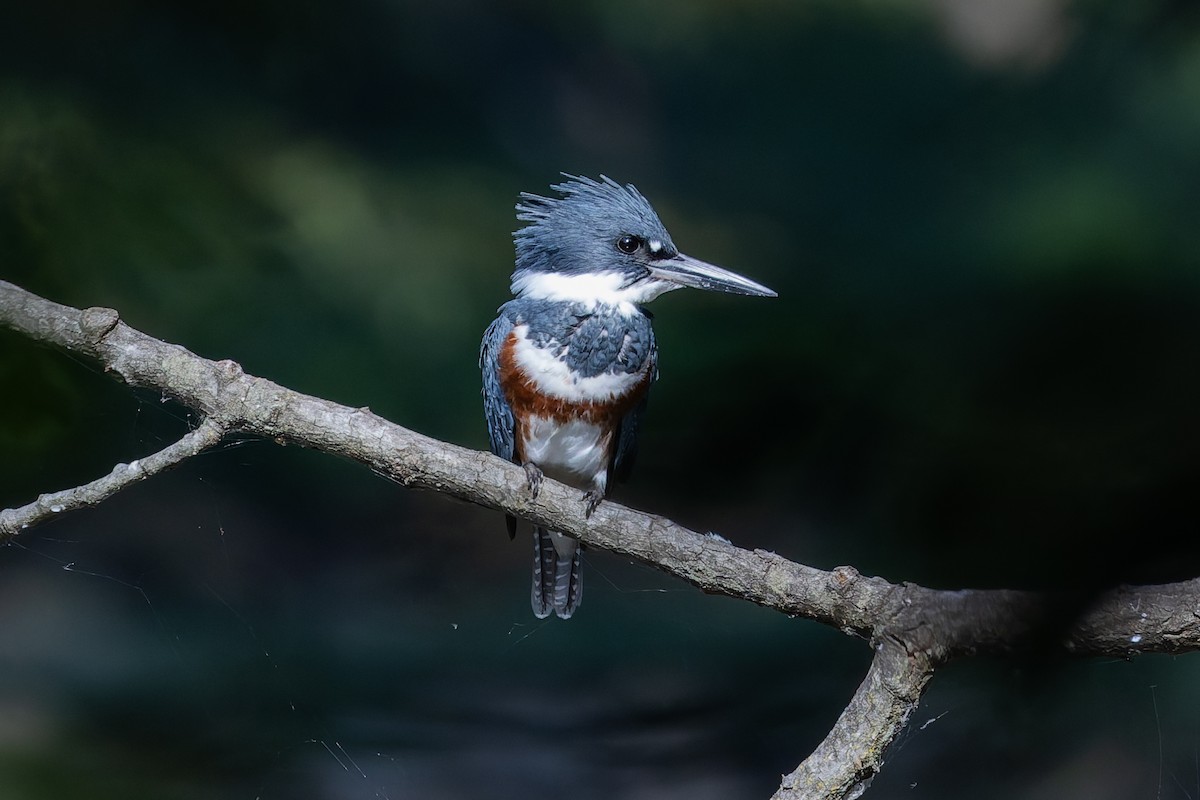 Belted Kingfisher - ML642632571