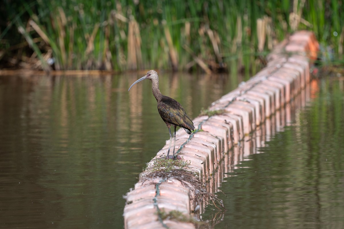 White-faced Ibis - ML642632572
