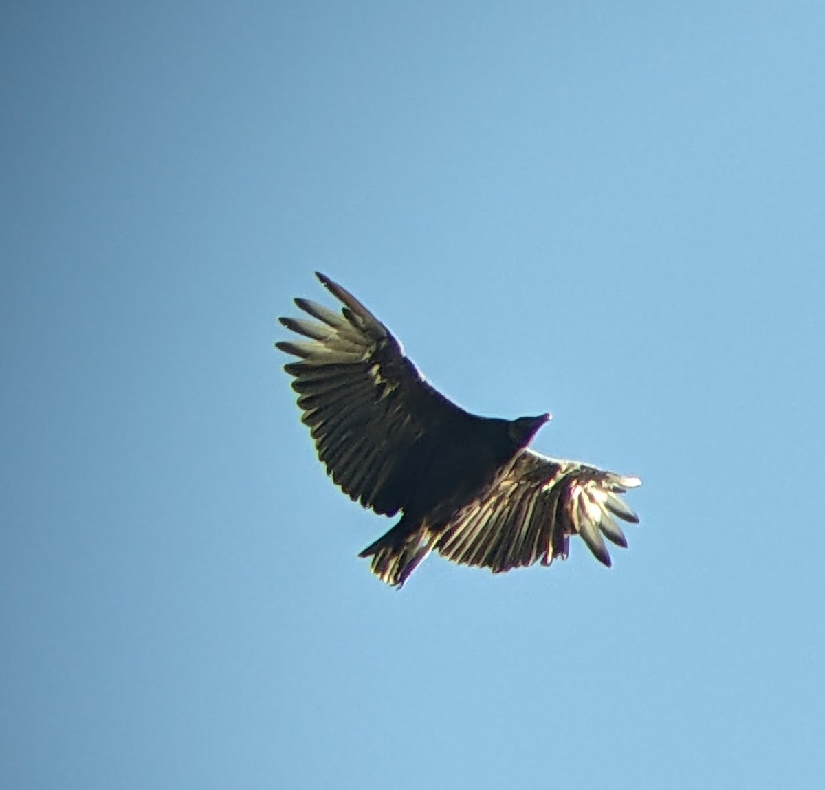 Black Vulture - ML642632574