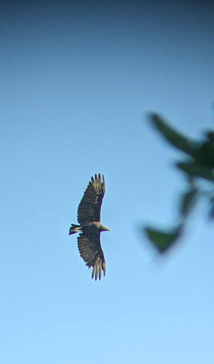 Black Vulture - ML642632575