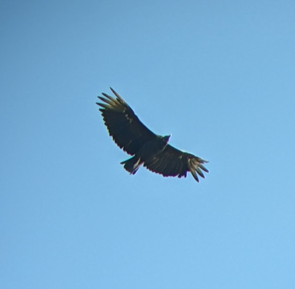 Black Vulture - ML642632576