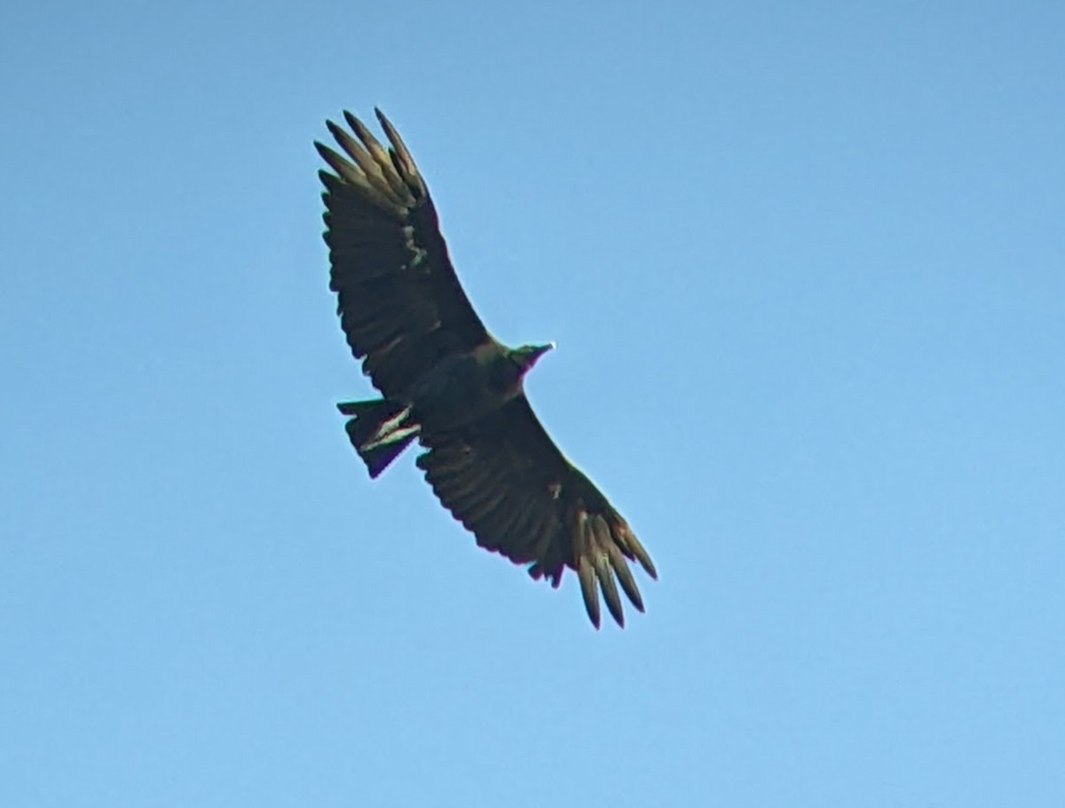 Black Vulture - ML642632577