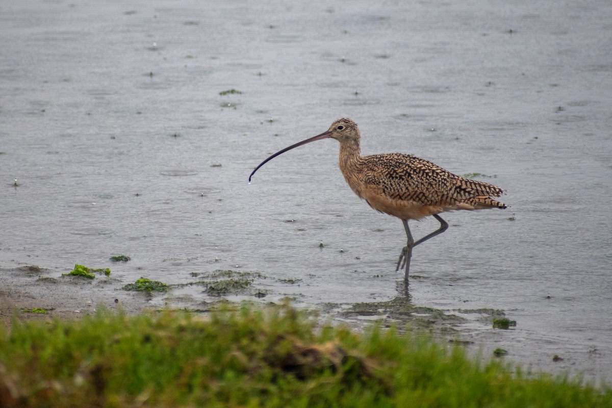 Long-billed Curlew - ML642632585