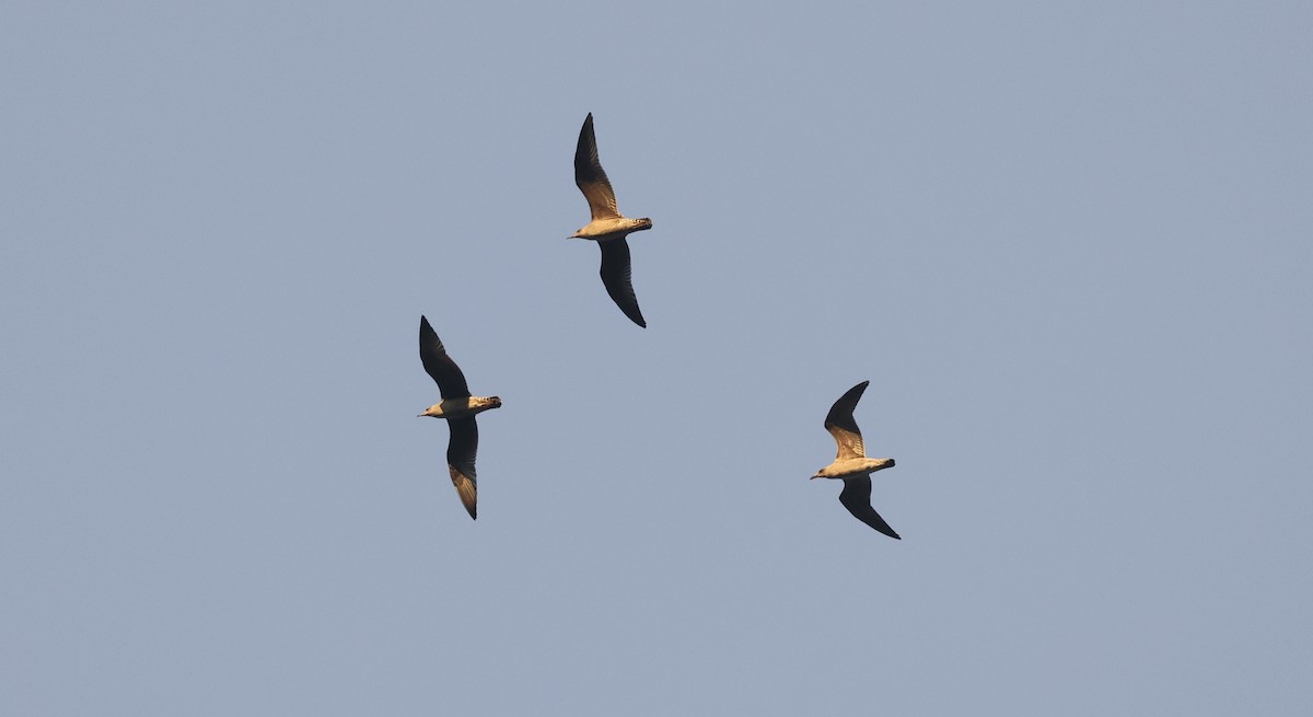 Lesser Black-backed Gull - ML642632618
