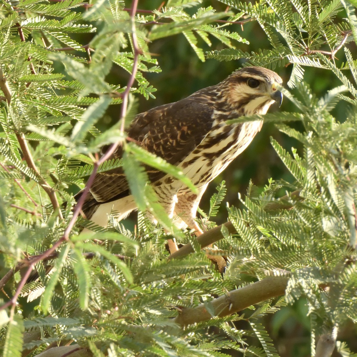 nordgråvåk - ML642632623
