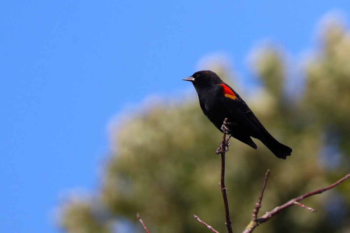 Red-winged Blackbird (Red-winged) - ML642632625