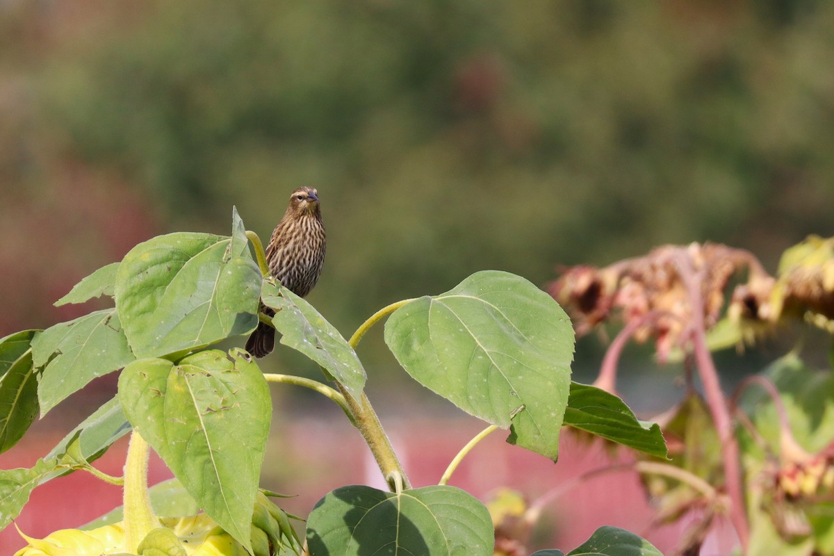 Red-winged Blackbird (Red-winged) - ML642632626