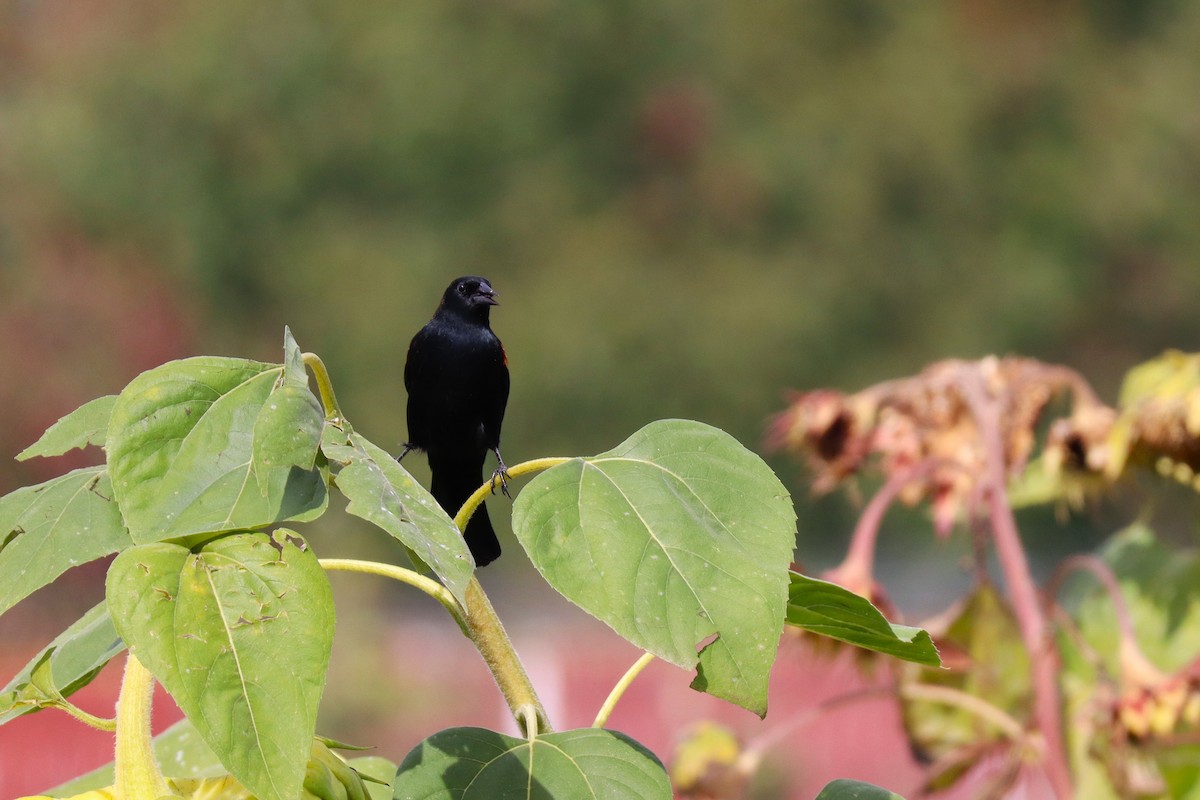 Red-winged Blackbird (Red-winged) - ML642632627