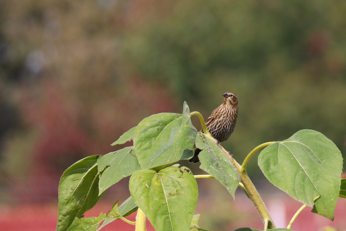 Red-winged Blackbird (Red-winged) - ML642632628