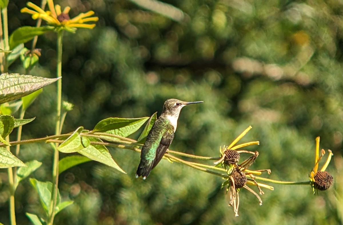 Ruby-throated Hummingbird - ML642632631