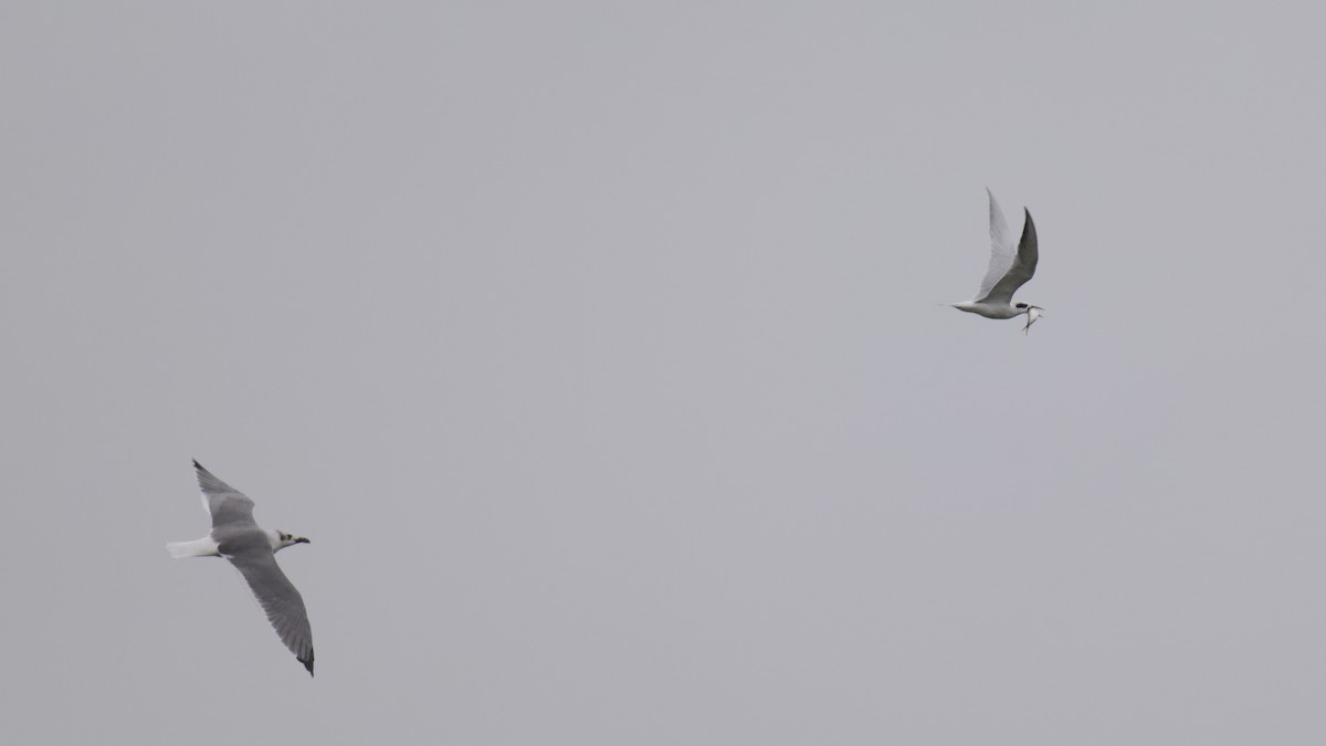 Laughing Gull - ML642632637