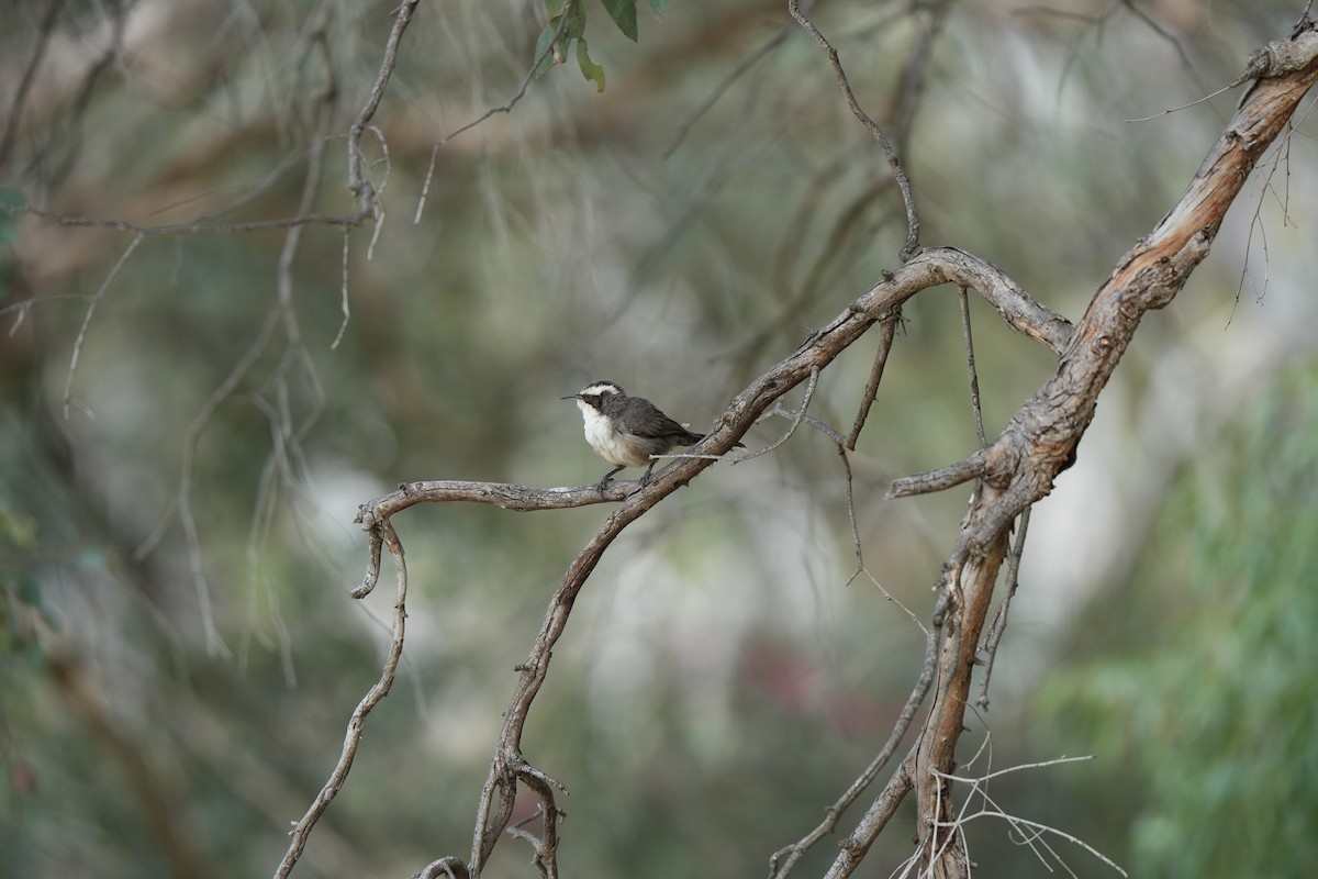 White-browed Babbler - ML642632638