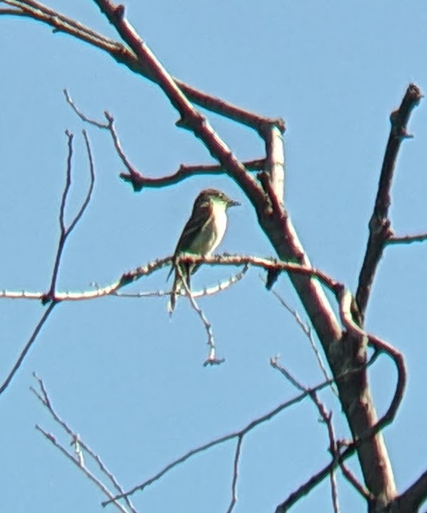Eastern Wood-Pewee - ML642632644