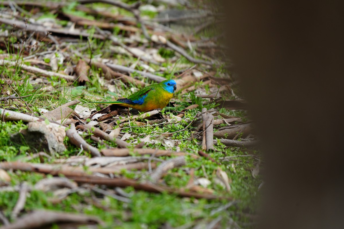 Turquoise Parrot - ML642632648