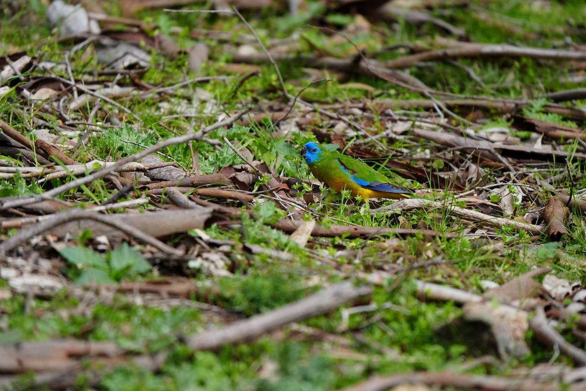 Turquoise Parrot - ML642632649