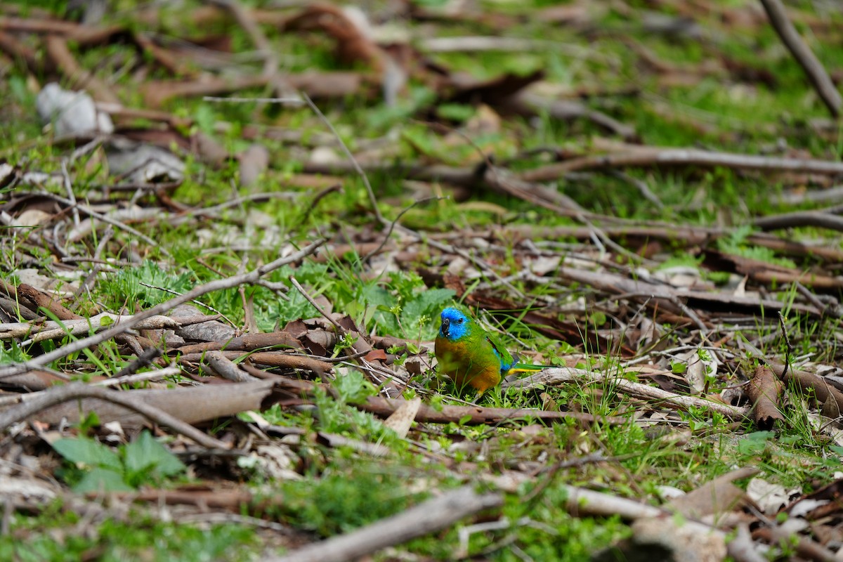 Turquoise Parrot - ML642632650