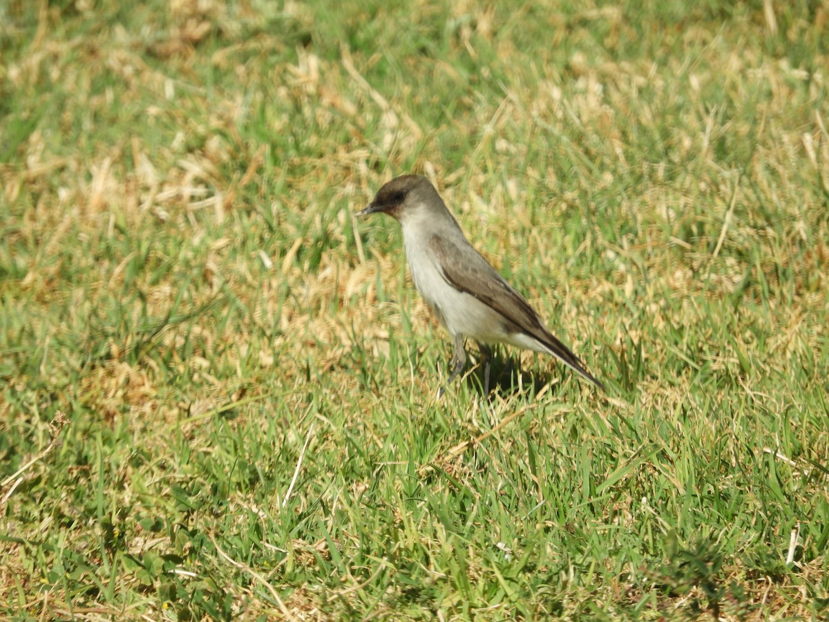 Dormilona Carinegra - ML642632664