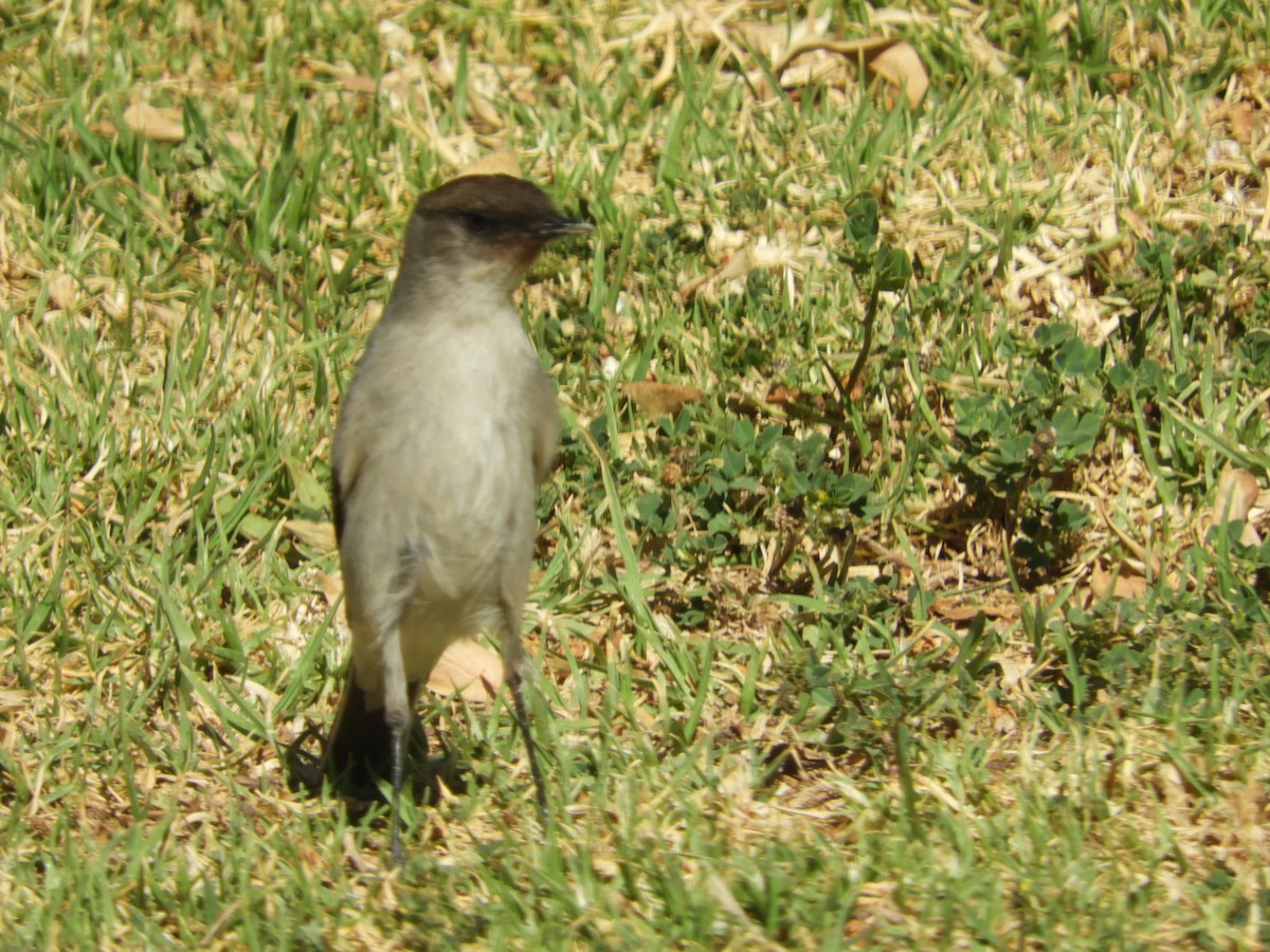 Dormilona Carinegra - ML642632665