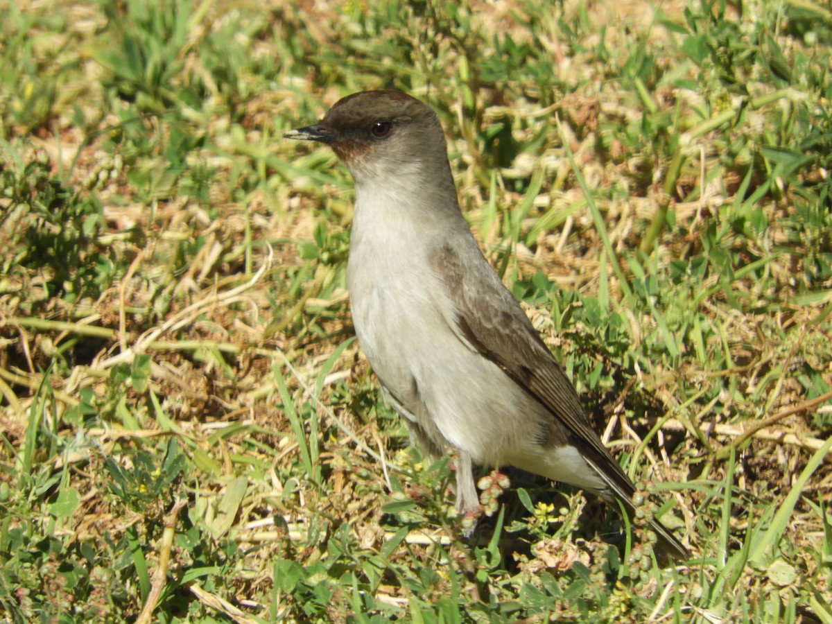 Dormilona Carinegra - ML642632666