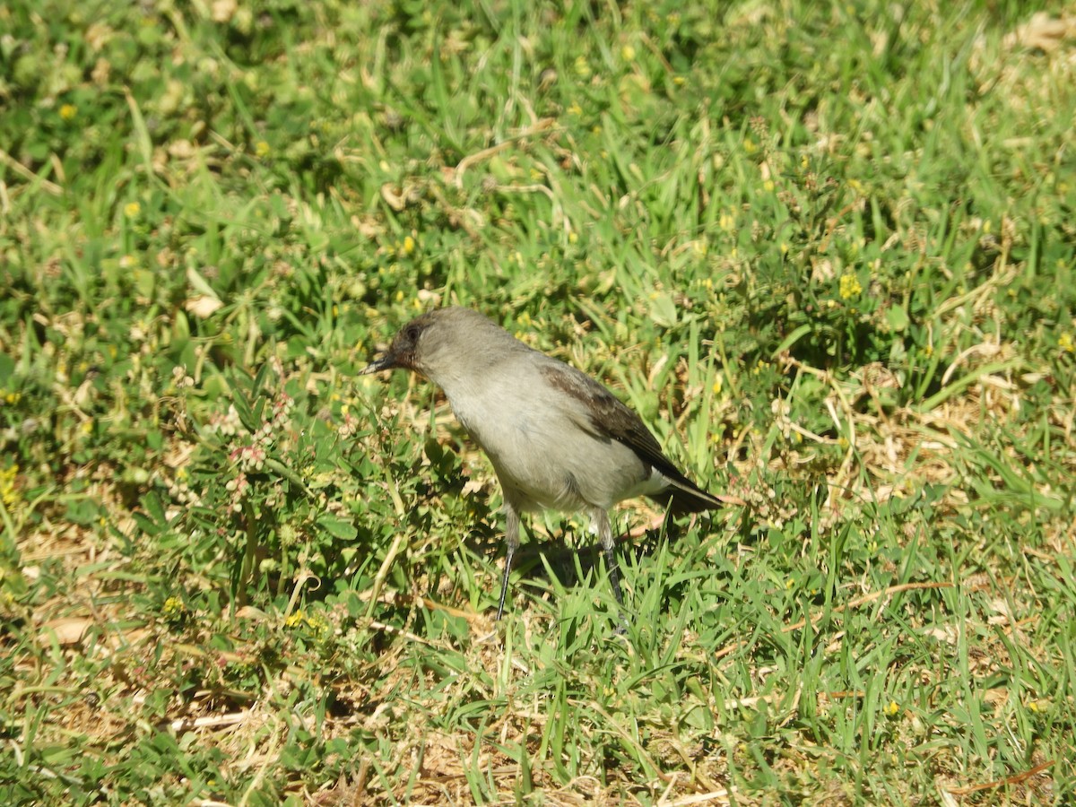 Dormilona Carinegra - ML642632668