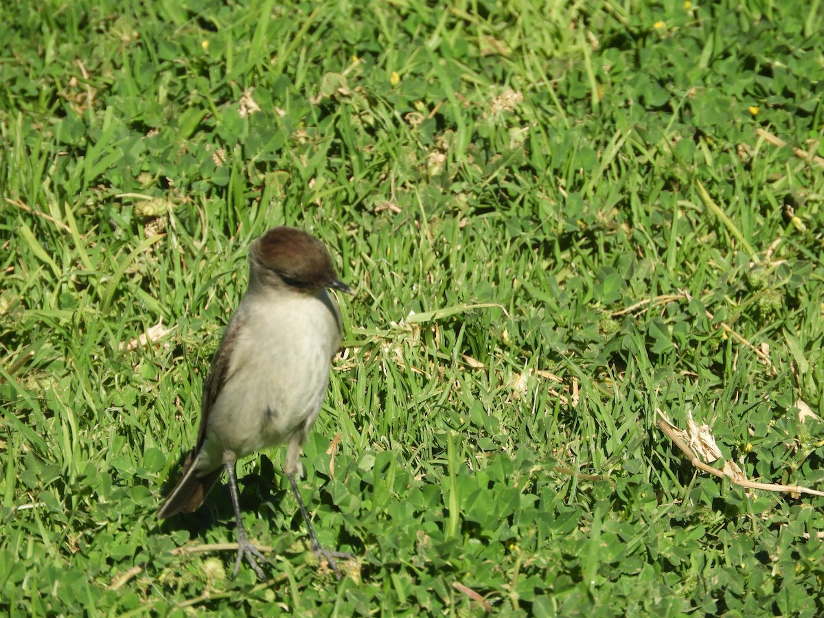 Dormilona Carinegra - ML642632669