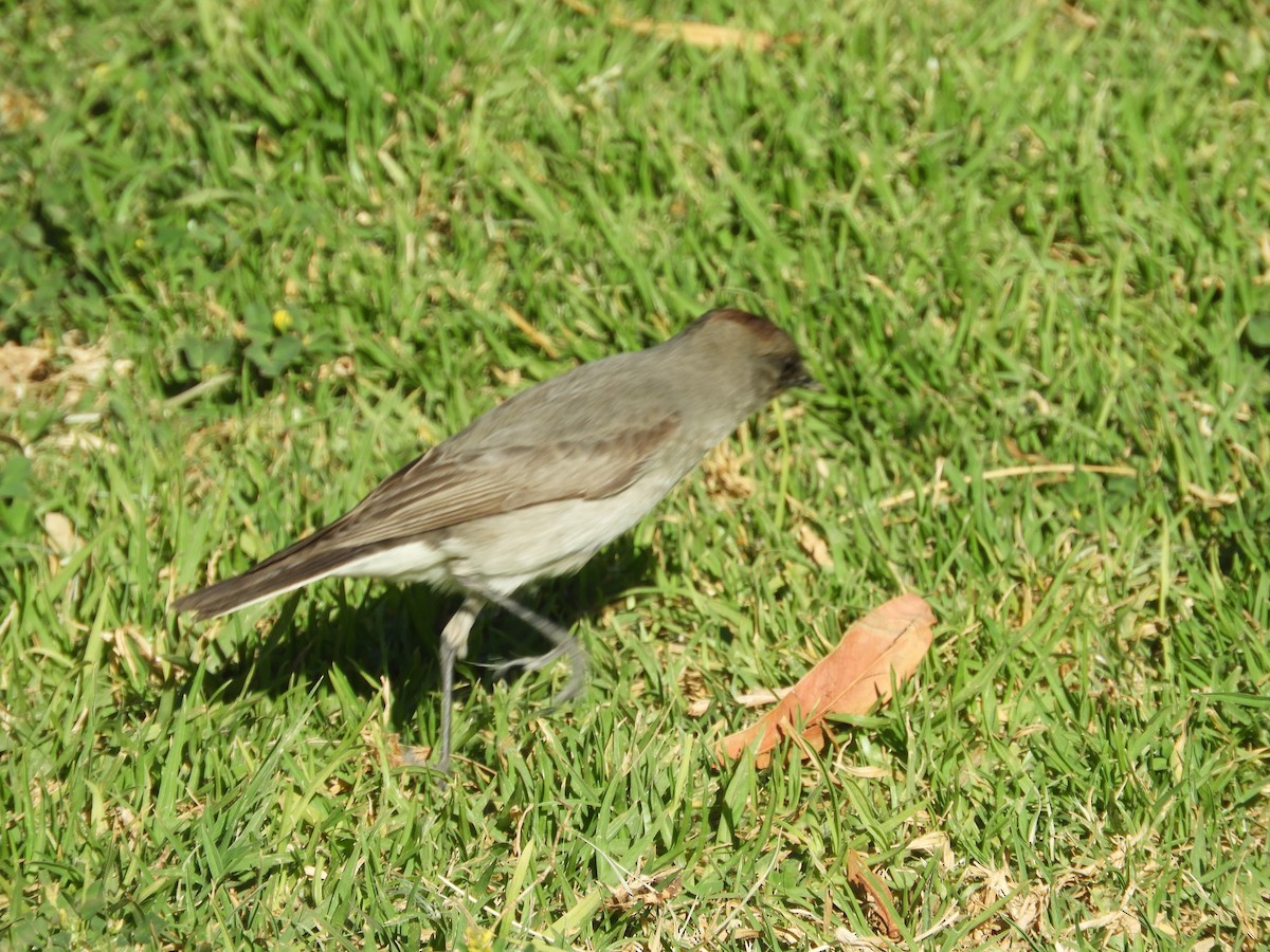 Dormilona Carinegra - ML642632670