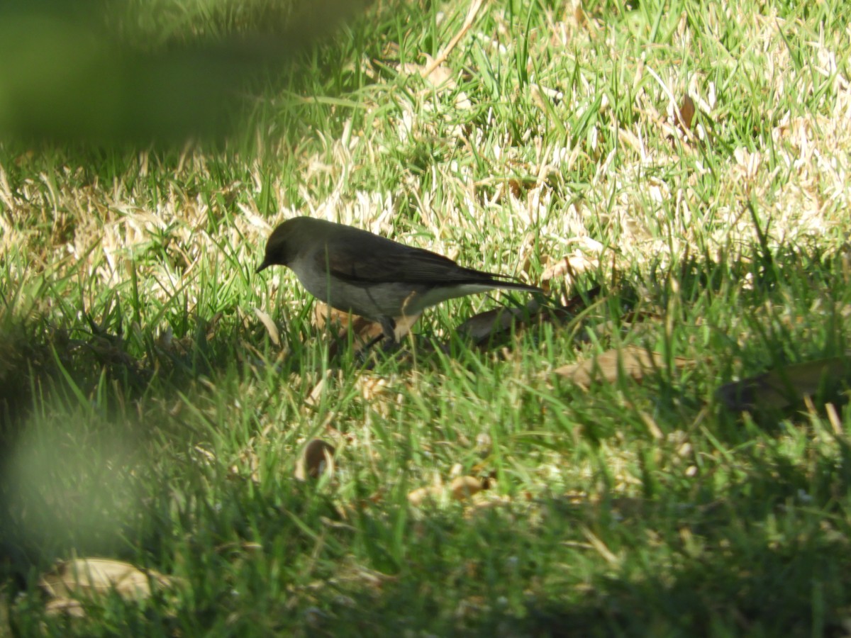 Dormilona Carinegra - ML642632671