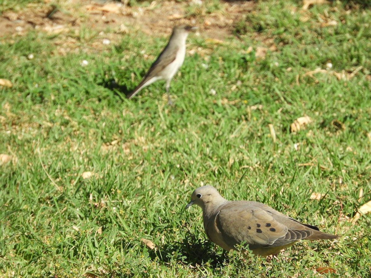 Dormilona Carinegra - ML642632673