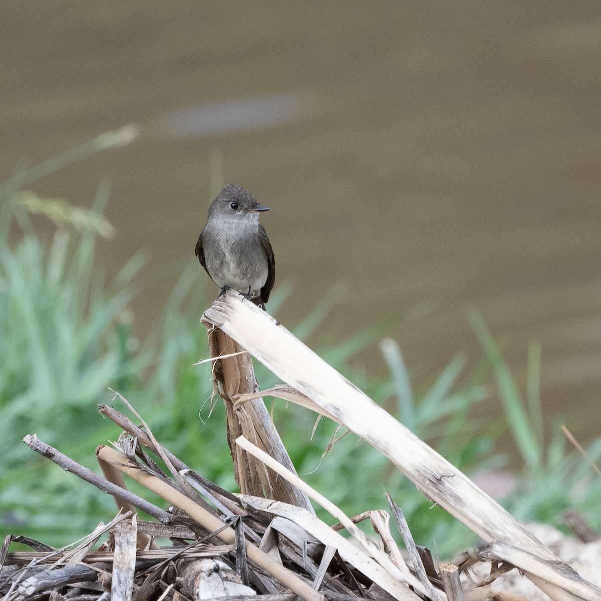 Western Wood-Pewee - ML642632675