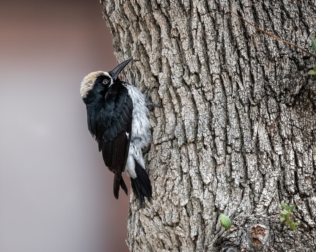 Acorn Woodpecker - ML642632678