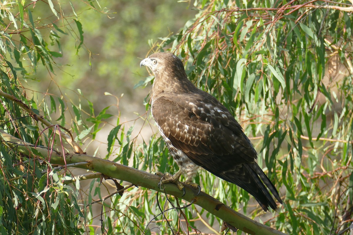 káně rudochvostá - ML642632681